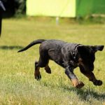 Dog Training - Black and Tan Rottweiler Puppy Running on Lawn Grass