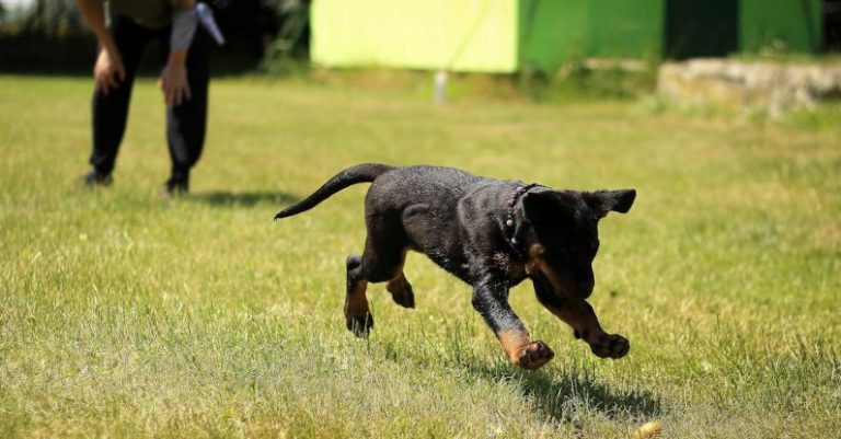 Training Your Dog: Essential Commands and Tips