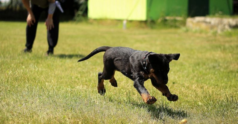 Dog Training - Black and Tan Rottweiler Puppy Running on Lawn Grass