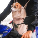 Pet Safety - Man Riding Motorcycle While Carrying Dog