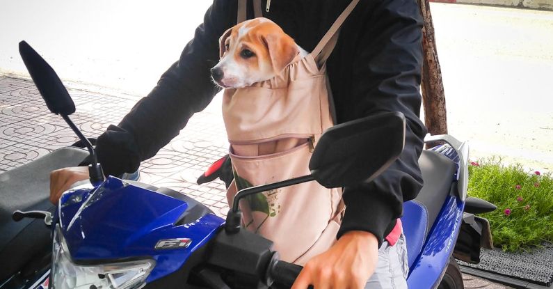 Pet Safety - Man Riding Motorcycle While Carrying Dog