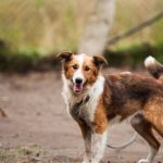 Shelter Dog - Border Collie Outdoor Near Brown Wooden Dog House