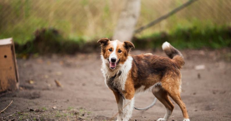 Shelter Dog - Border Collie Outdoor Near Brown Wooden Dog House