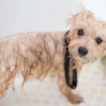 Pet Grooming - Cream Toy Poodle Puppy in Bathtub