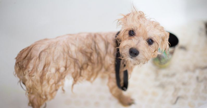 Pet Grooming - Cream Toy Poodle Puppy in Bathtub