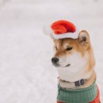 Pet Sweater - Cute Dog in Christmas Sweater and Hat