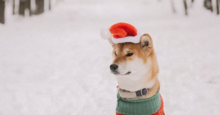 Pet Sweater - Cute Dog in Christmas Sweater and Hat