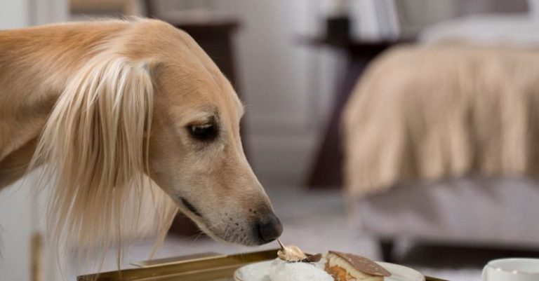 Sniffing Pets - Greyhound Sniffing Eclairs