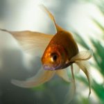 Fish Tank - Goldfish in Water