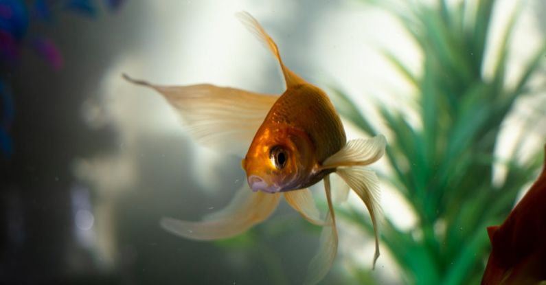 Fish Tank - Goldfish in Water