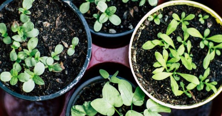 Starting Your Own Vegetable Garden