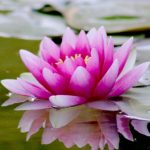 Zen Garden - Pink Water Lily Flower on Water