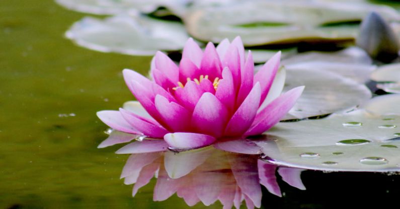 Zen Garden - Pink Water Lily Flower on Water