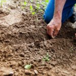 Vegetable Garden - Man Planting Plant