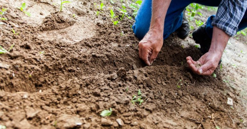 Vegetable Garden - Man Planting Plant