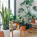 Indoor Plants - Potted Green Indoor Plants