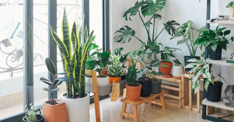 The Basics of Indoor Plant Care