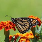 Butterfly Garden - Selective Focus Photography Of Monarch Butterfly Perched On Marigold Flower