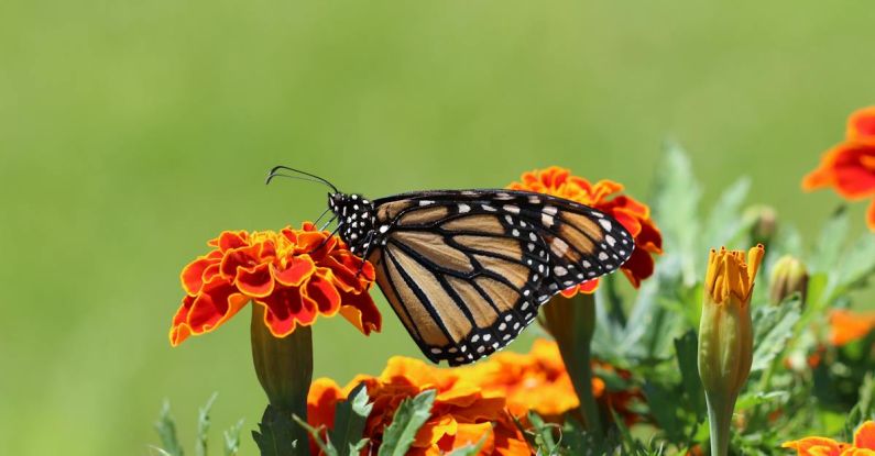 Butterfly Garden - Selective Focus Photography Of Monarch Butterfly Perched On Marigold Flower