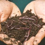 Compost Bin - Earthworms on a Persons Hand