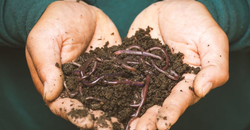 Compost Bin - Earthworms on a Persons Hand