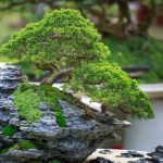 Bonsai Tree - Green Bonzai Tree on Table