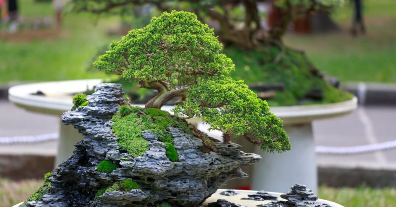 Bonsai Tree - Green Bonzai Tree on Table