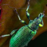 Garden Pests - Green Metallic Weevil on Green Lead Macro Photography