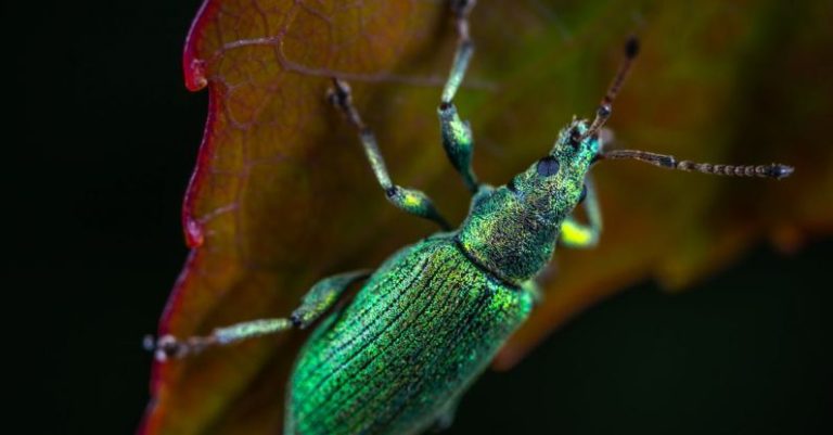Garden Pests and How to Deal with Them