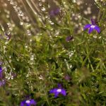 Watering Can - Person Watering Purple Flowering Plant