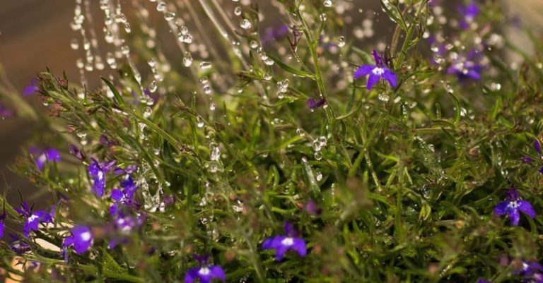 Water-saving Tips for Your Garden