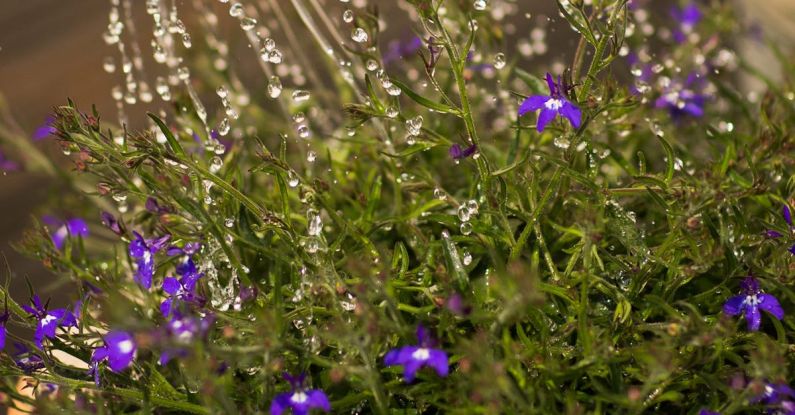 Watering Can - Person Watering Purple Flowering Plant