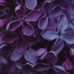 Autumn Garden - Close-up Photo of Purple Lilac Flowers
