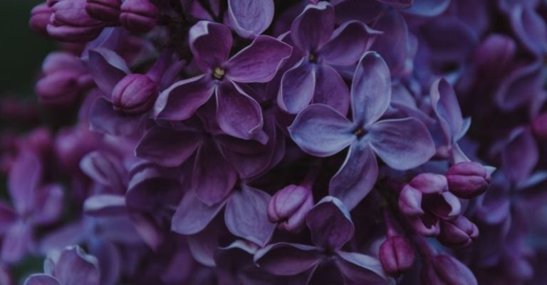 Autumn Garden - Close-up Photo of Purple Lilac Flowers