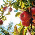 Fruit Trees - Red Apples on Tree