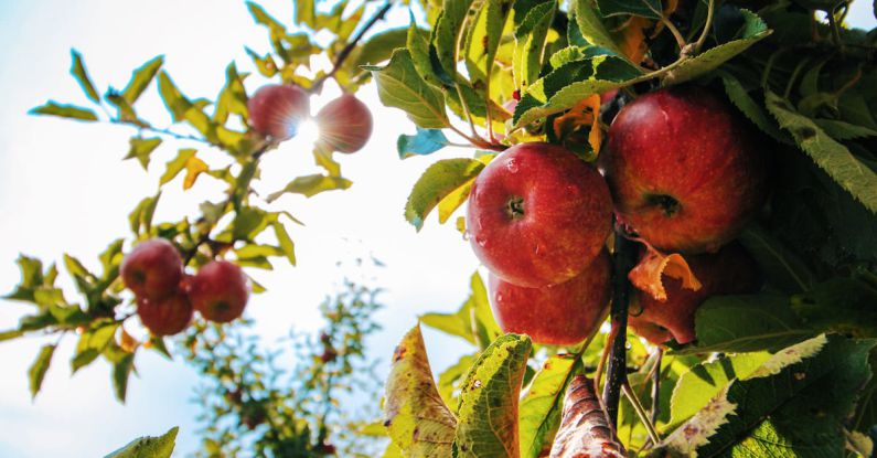 Fruit Trees - Red Apples on Tree